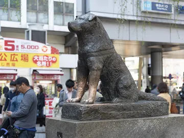 Hachiko Hachiko