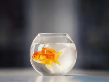 Crea una 'carrito pecera' para poder pasear a los peces por el parque Crea una 'carrito pecera' para poder pasear a los peces por el parque