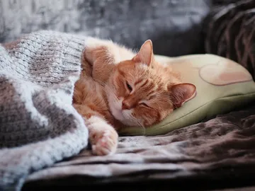 Apartamento gato Apartamento gato