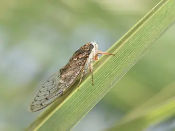 Cigarra Cigarra
