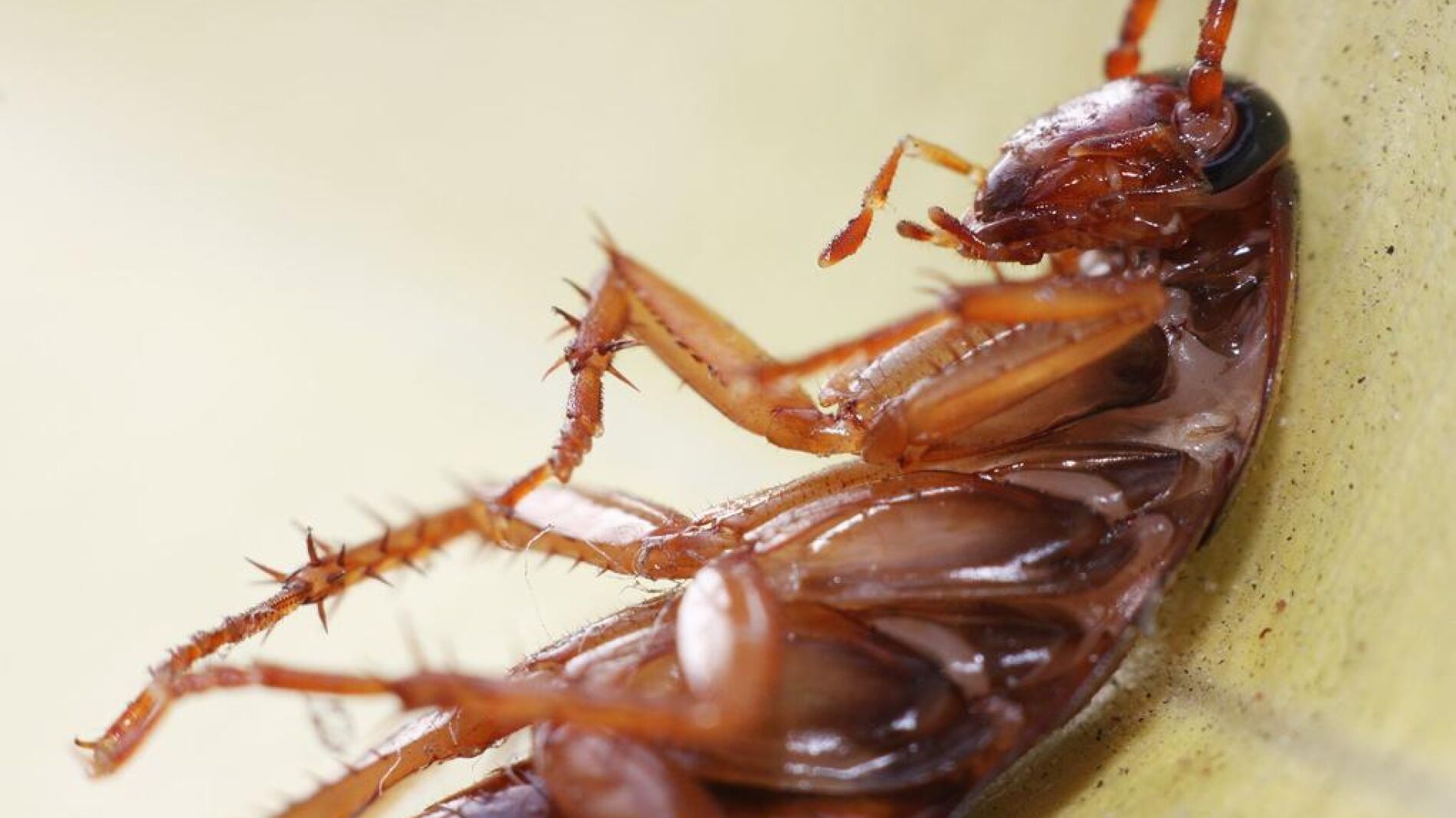 Fotografía de una cucaracha