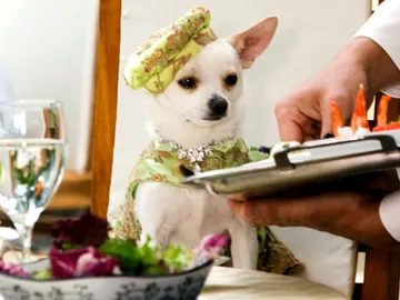 'Un chihuahua en Beverly Hills' 'Un chihuahua en Beverly Hills'