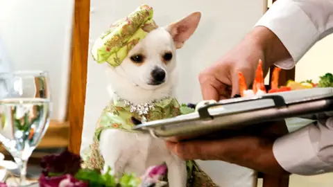 'Un chihuahua en Beverly Hills' 'Un chihuahua en Beverly Hills'