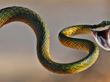 Serpiente
