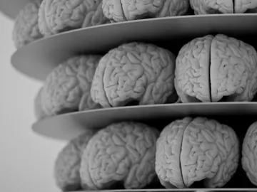 Estudios con cerebros Estudios con cerebros