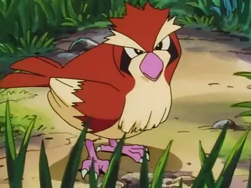 Pidgey Pidgey