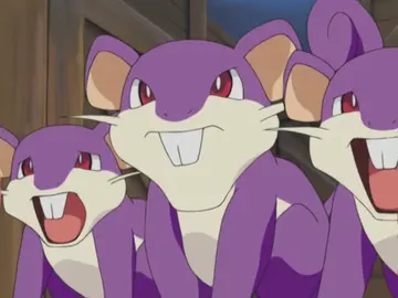 Rattata Rattata