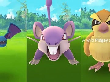 Zubat, Rattata y Pidgey