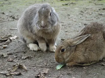 Conejos Conejos