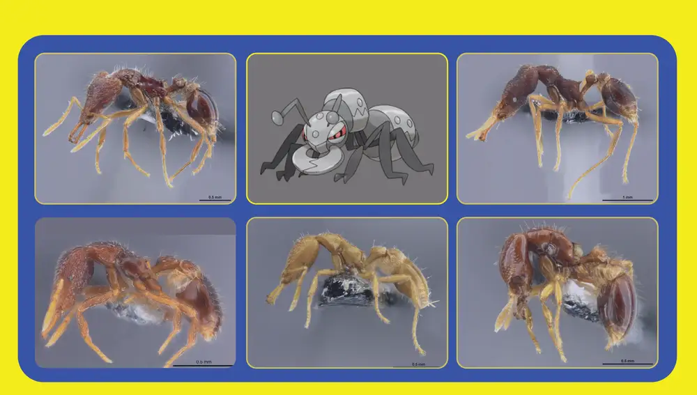 Nuevas hormigas 