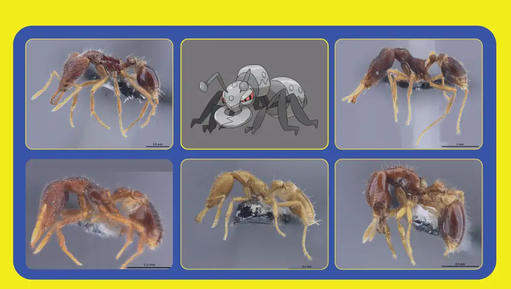 Nuevas hormigas