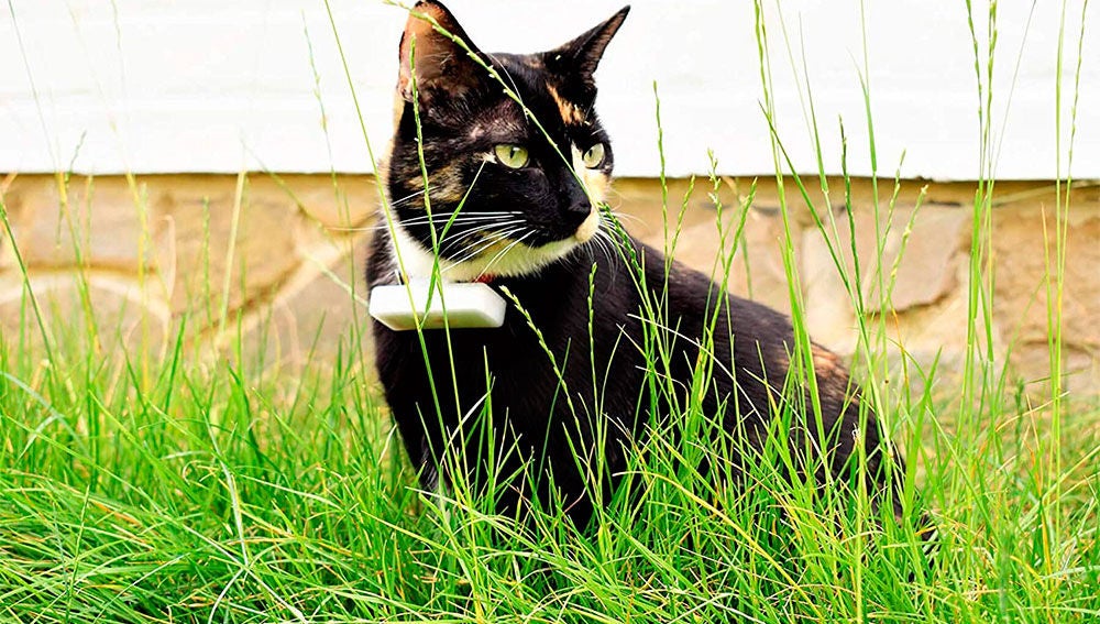 Localizador para gatos
