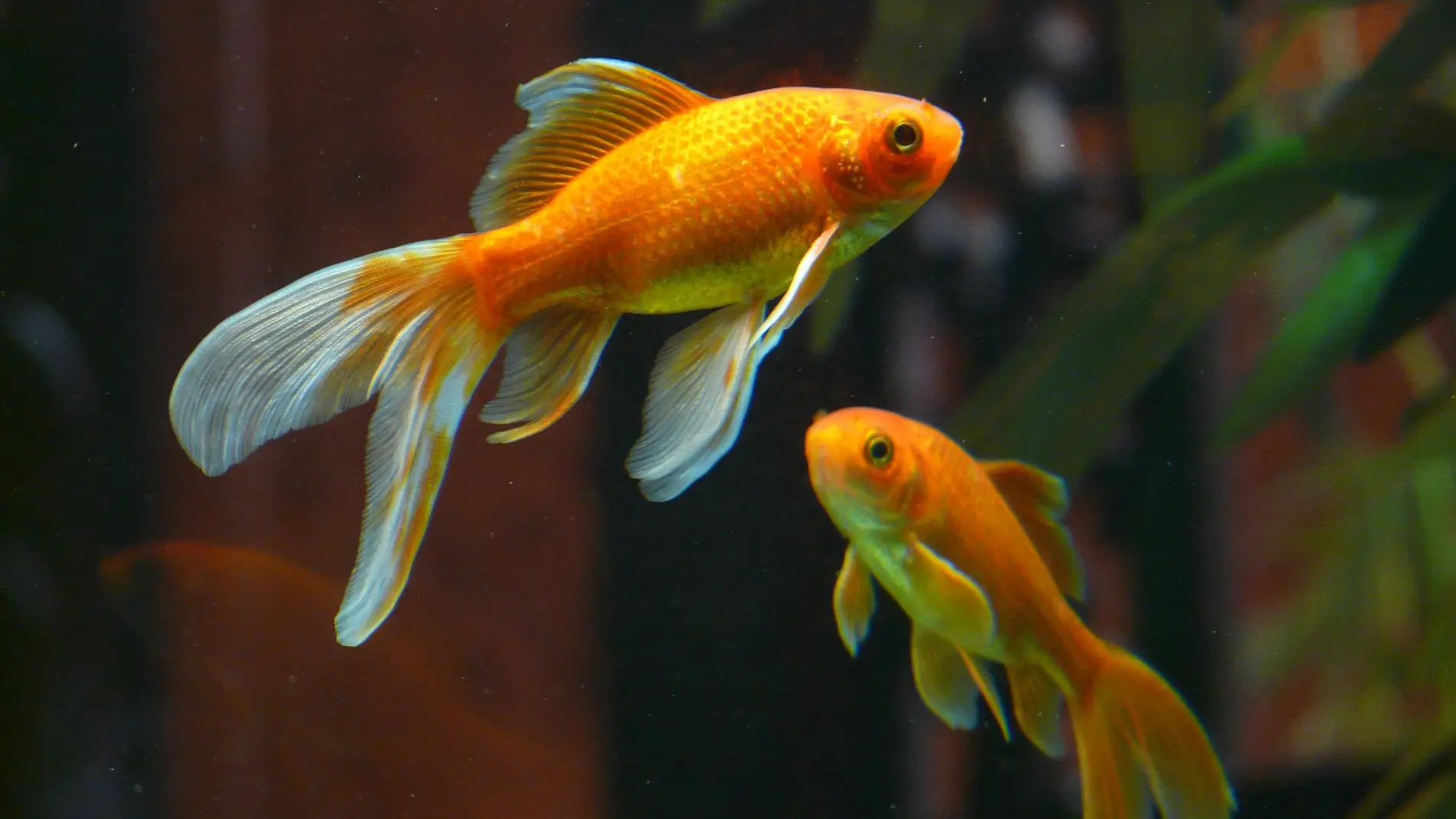 Peces