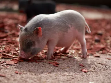 Cerdito Cerdito
