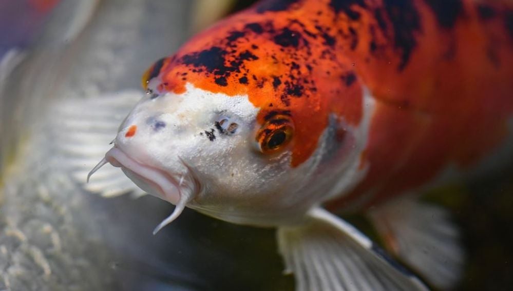Carpa koi