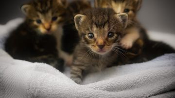 Gatos pequeños
