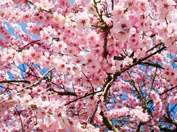 Cerezos en flor Cerezos en flor