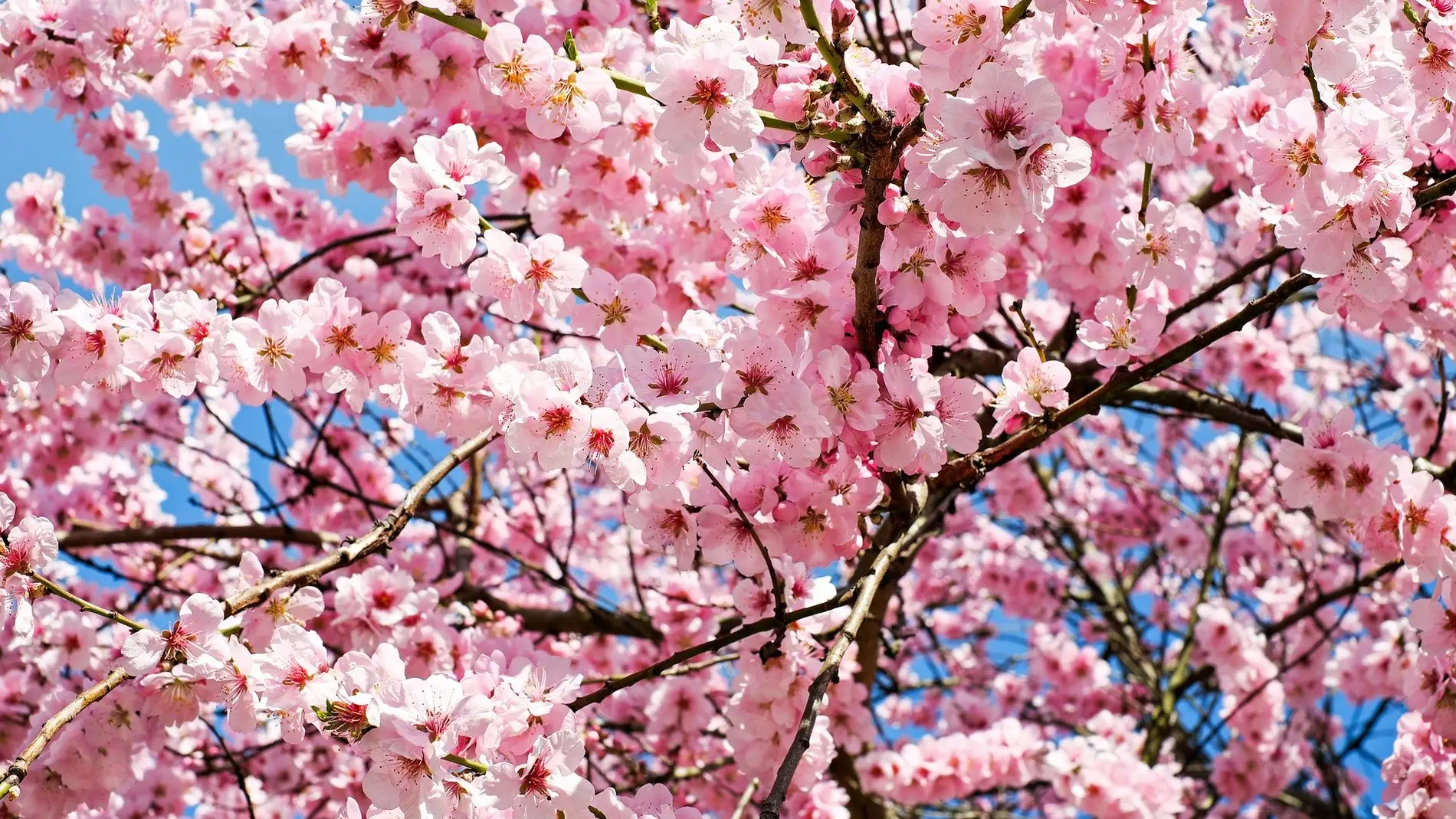 Cerezos en flor del Parque Nara, un espectáculo visual que no querrás dejar  de ver