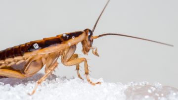 Cucaracha
