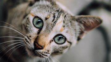 Gato