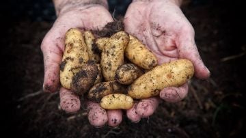 Patatas