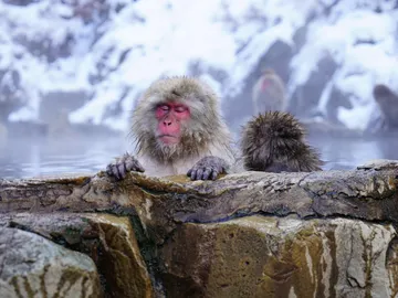 Onsen japonés Onsen japonés