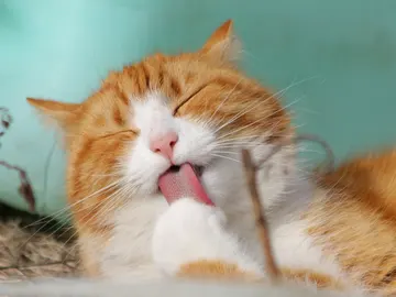 Las redes se derriten de amor al ver a este gato paseando debajo de su propio paraguas Las redes se derriten de amor al ver a este gato paseando debajo de su propio paraguas