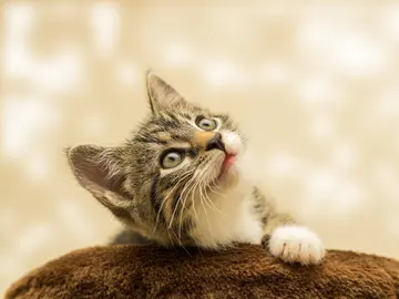 Vende su coche para pagar las facturas médicas de su gato y encuentra al mejor comprador posible Vende su coche para pagar las facturas médicas de su gato y encuentra al mejor comprador posible