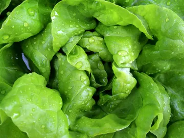 ¿Te has resbalado alguna vez con agua de lechuga? Podrían indemnizarte con más de 150.000 euros ¿Te has resbalado alguna vez con agua de lechuga? Podrían indemnizarte con más de 150.000 euros
