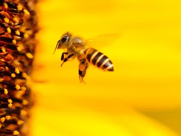 Ayudando a las abejas: el gran gesto de este santuario que ha emocionado a las redes Ayudando a las abejas: el gran gesto de este santuario que ha emocionado a las redes