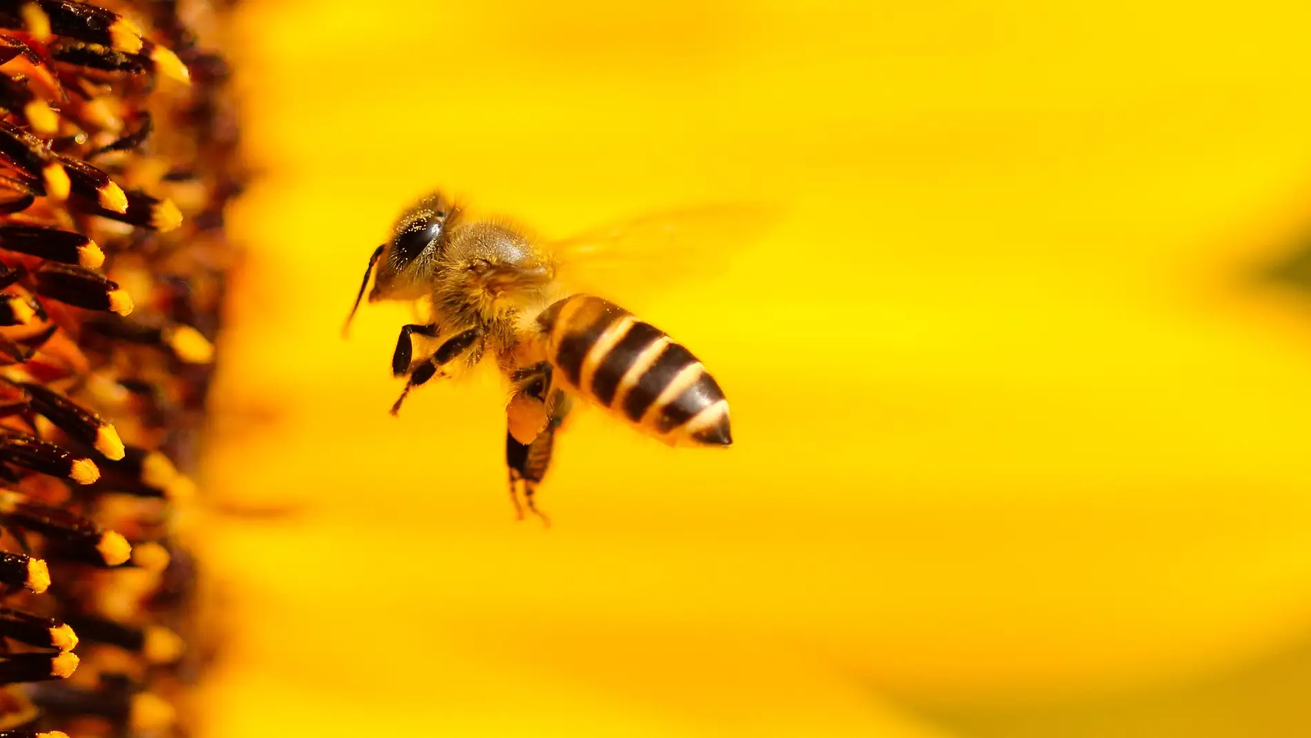 Ayudando a las abejas: el gran gesto de este santuario que ha emocionado a las redes