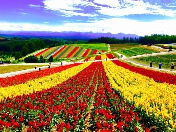 A pesar de parecer pintado, este parque de flores se llena de color cada año en Japón