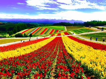 A pesar de parecer pintado, este parque de flores se llena de color cada año en Japón A pesar de parecer pintado, este parque de flores se llena de color cada año en Japón