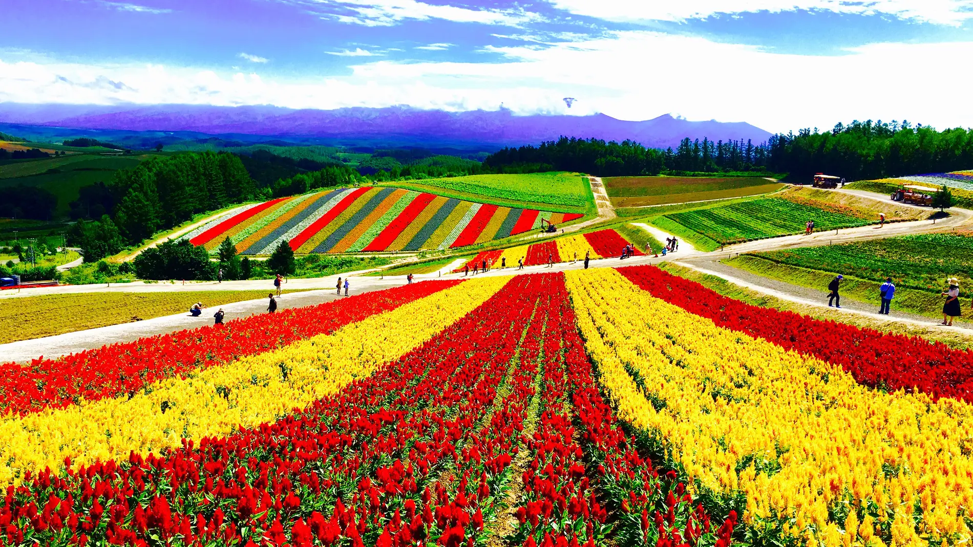 A pesar de parecer pintado, este parque de flores se llena de color cada año en Japón