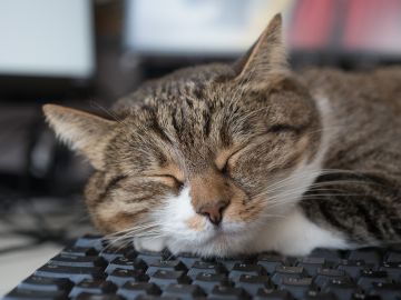 Gato durmiendo sobre teclado