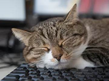 Gato durmiendo sobre teclado Gato durmiendo sobre teclado