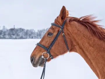 El youtuber LuisitoComunica muestra un caballo decapitado en sus stories de Instagram El youtuber LuisitoComunica muestra un caballo decapitado en sus stories de Instagram