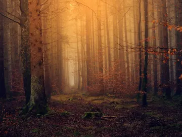 No has visto un otoño igual: Así es el viaje en tren más mágico del mundo No has visto un otoño igual: Así es el viaje en tren más mágico del mundo