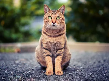 Gato Gato