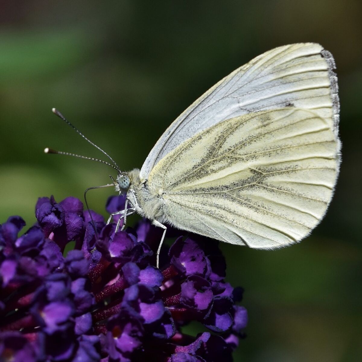 La mariposa blanca cuento deals japones