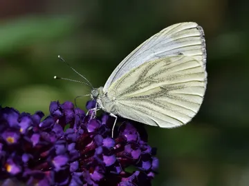 Mariposa blanca Mariposa blanca