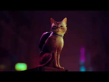 Stray Stray