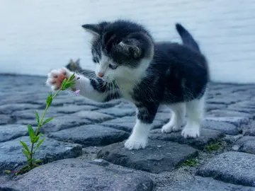 Recrean la historia de 'Pokémon' en vídeo con gatos disfrazados y el resultado es entrañable  Recrean la historia de 'Pokémon' en vídeo con gatos disfrazados y el resultado es entrañable